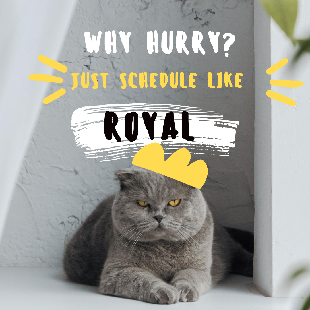 a cat in the crown and words why hurry just schedule like roayl 